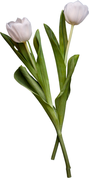 tulip flowers